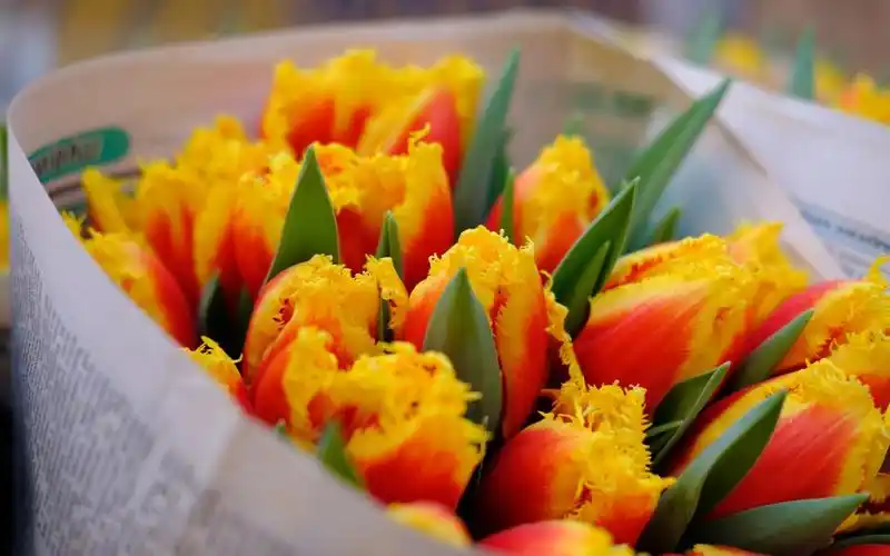 小清新唯美郁金香励志花语,鲜花-回车桌面