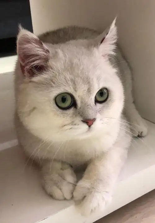 想替我家一岁大的英短银渐层公猫找只同品种的母猫