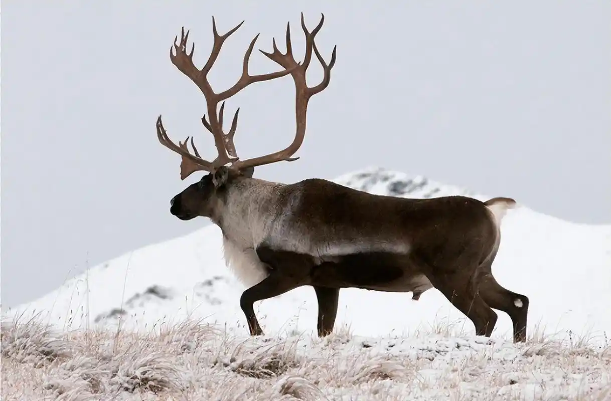 驯鹿(iucn易危物种)_尚可名片