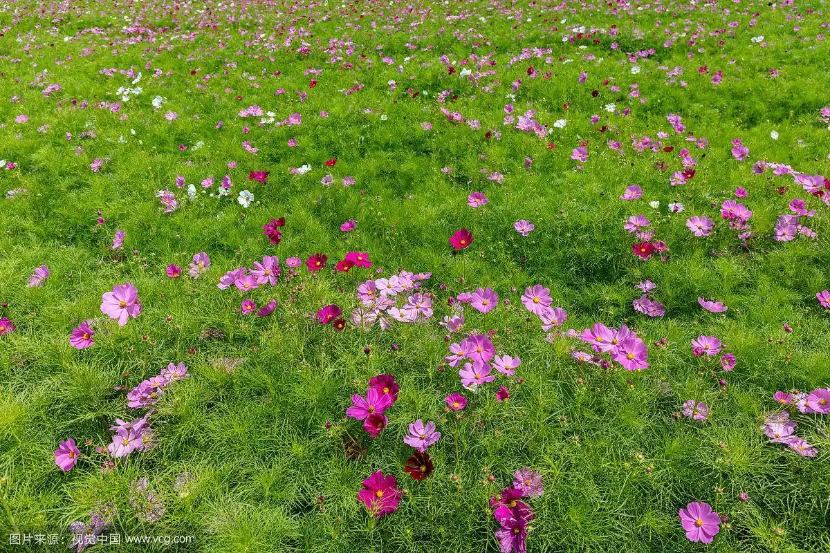 坝上草原格桑花花海