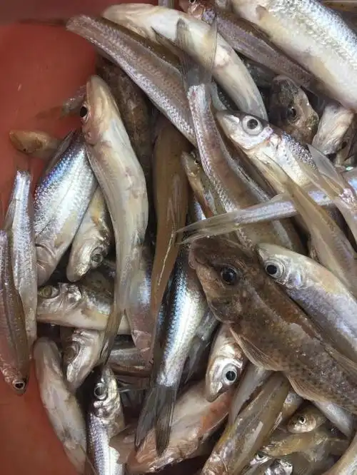 lism东江小河鱼沙丁鱼新鲜万绿湖河鲜生鲜客促销原生态3斤份