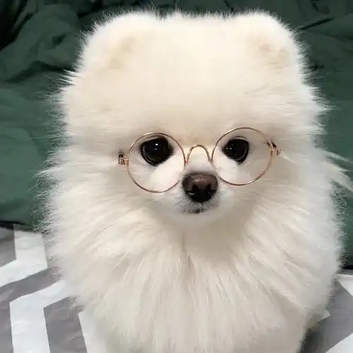 柯丝进!求周丹同款金丝眼镜的狗狗图