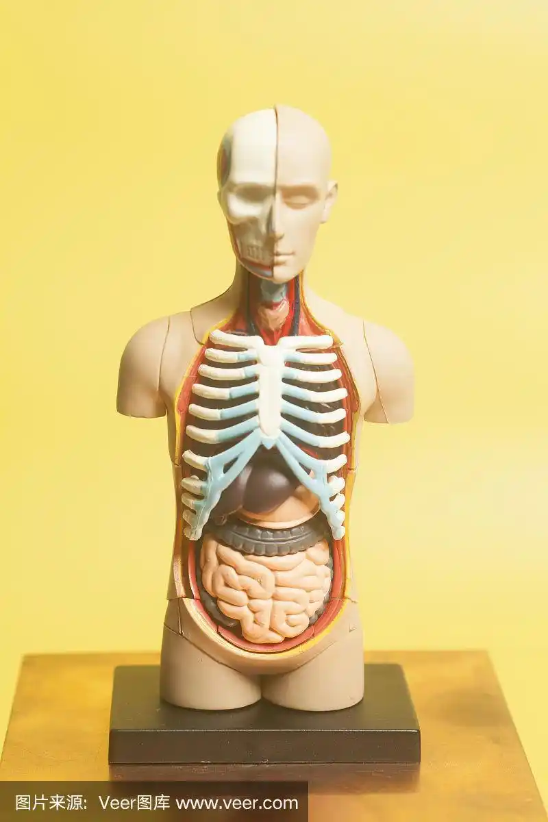 人体解剖模型