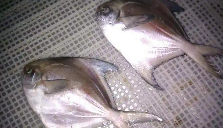 又扁又薄的鱼是什么鱼