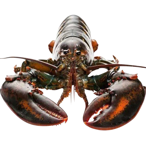 波士顿龙虾鲜活龙虾海鲜水产特大波斯顿大活虾加拿大波龙顺丰包邮