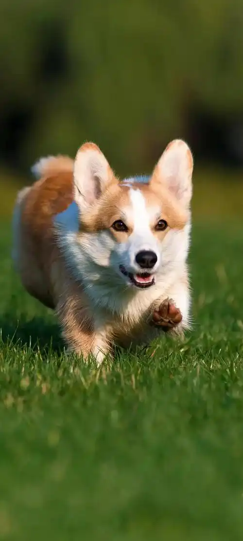 短腿柯基可爱萌宠壁纸