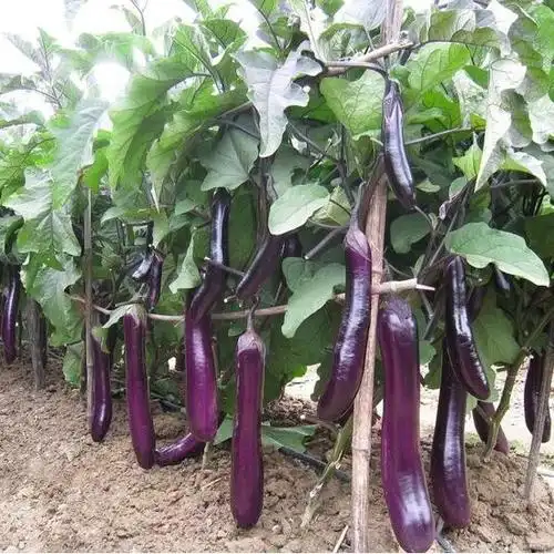 大量供应新鲜茄子 天然种植 绿色蔬菜茄子 批发价格优.