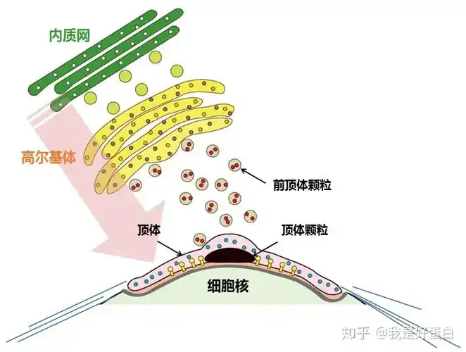 顶体内膜(iam)与细胞核膜结合,将顶体锚定在细胞