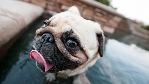 可爱狗狗高清宽屏高清电脑桌面主题壁纸(二)