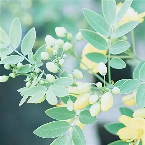 素雅清新花朵头像 花的头像 风景 清新 淡雅_植物头像_头像屋