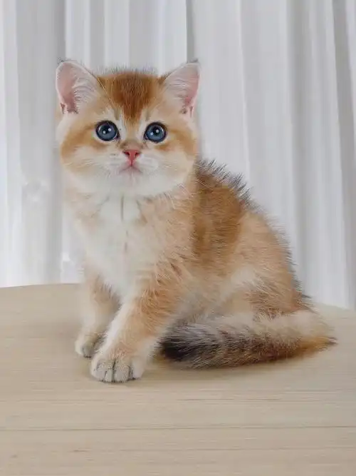 英短金渐层弟弟找新家