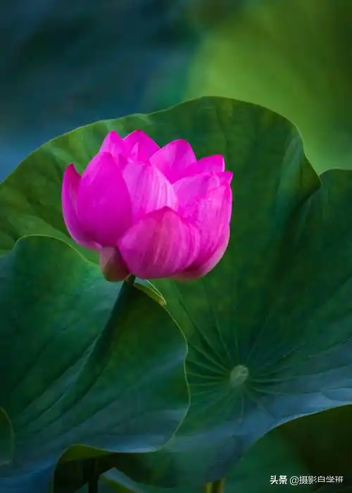 适合新手的5个荷花摄影技巧,好记易学,帮你荷花照片不再普通-第6张