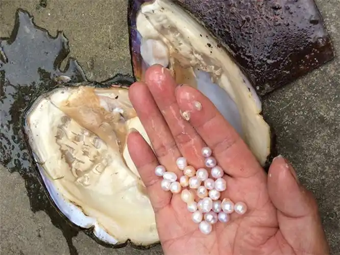 现捞现发天然淡水珍珠蚌10年珍珠大河蚌养殖场包邮珍珠河蚌