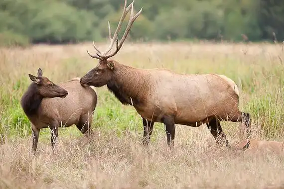 北美地区 /a>体型最大的 a href="#" data-lemmaid="28786">马鹿 /a>