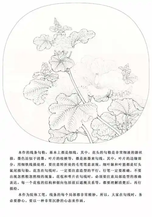 工笔画入门教程:李晓明工笔《临宋蜀葵图》绘制步骤