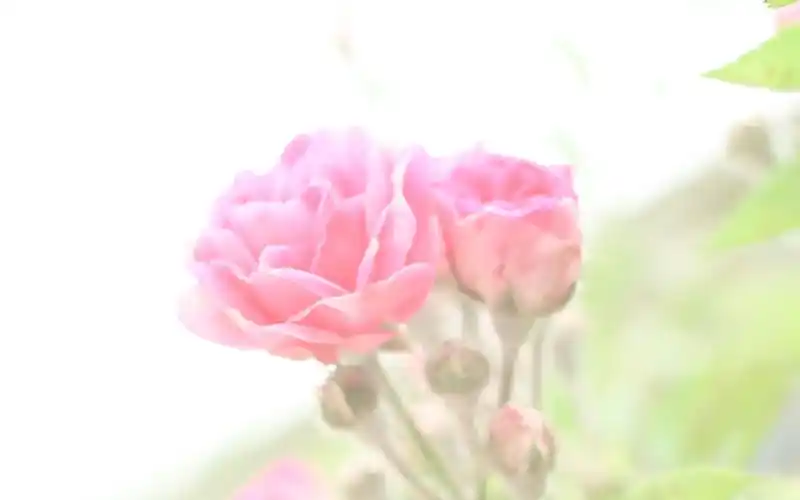 夏日小清新花卉高清桌面壁纸