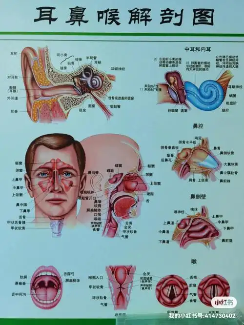终于解决贯穿孕期到哺乳期的中耳炎胆脂瘤②