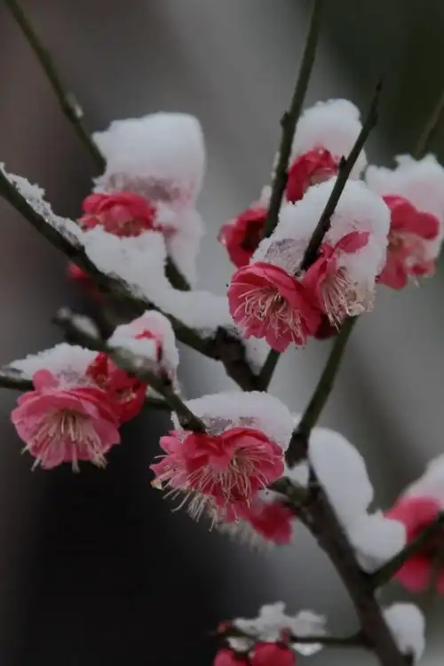 赞·梅花雪