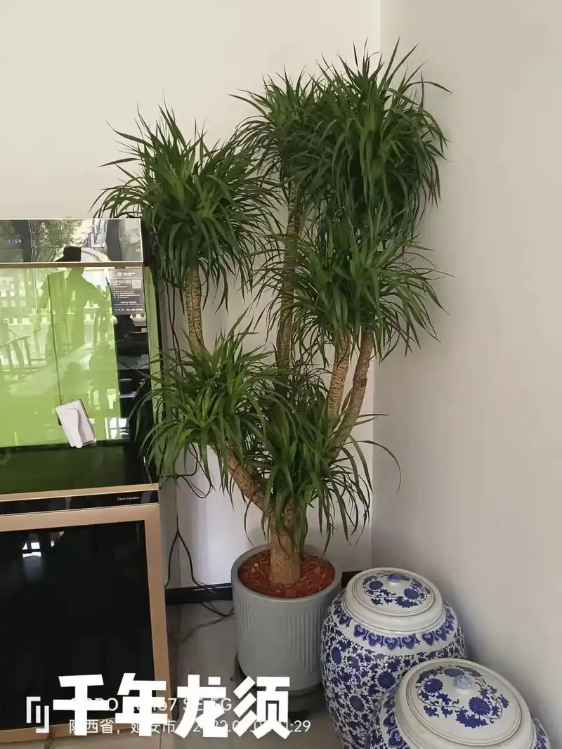 龙须树的寓意很好,能起到积极的作用,从名字来看,它叫做龙须, - 抖音