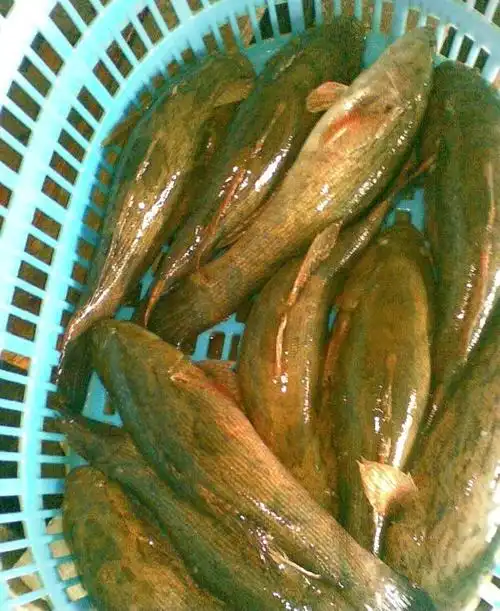 泰笋(笋壳鱼)广东产 金城水产 规格1.2斤