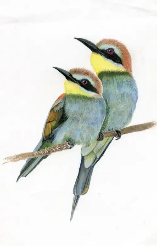 彩铅画临摹习作