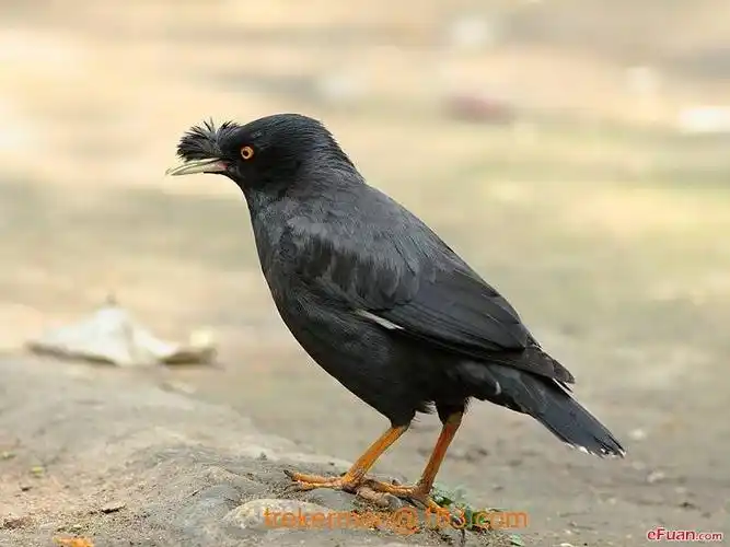 家中飞进一只鸟~这是什么鸟