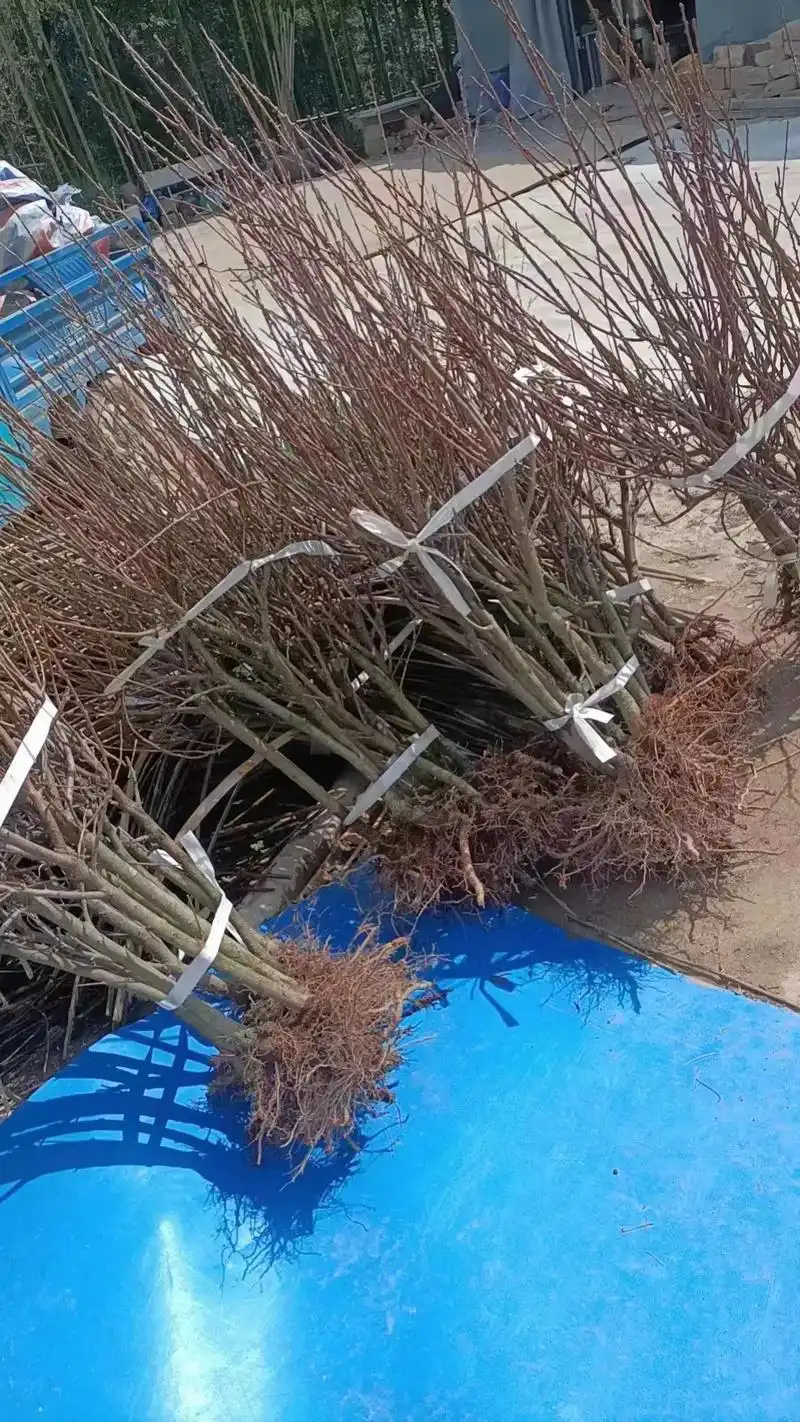 桃形李树苗.最近很多朋友们问苗,自家果园苗木也有,落叶后可移 - 抖音