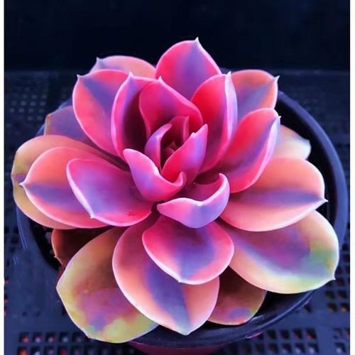 多肉植物彩虹多肉精品