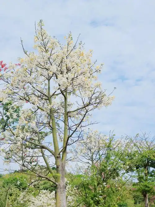 南宁冬天的白色异木棉悄然盛开