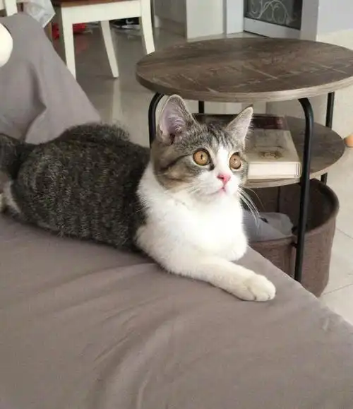 土猫和宠物猫有哪些区别过来人告诉你区别很大