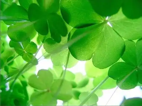 各种流行的四叶草项链,喜欢tfboys的戳进来!