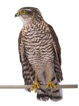 猎鹰图片_图片大全