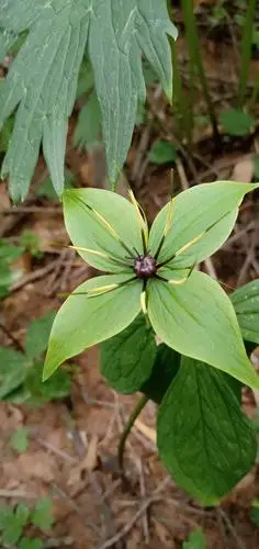 北重楼,茎单一,叶轮生茎顶.子房近球形,紫褐色,无棱.