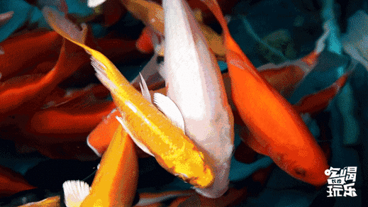 547_308gif 动态图 动图