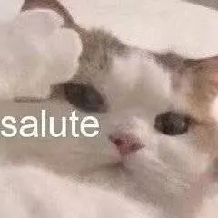 求salute相关表情包