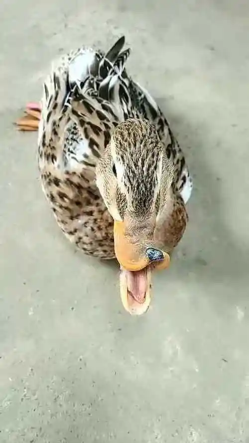 这只鸭子太高兴了,嘴巴都笑歪了!