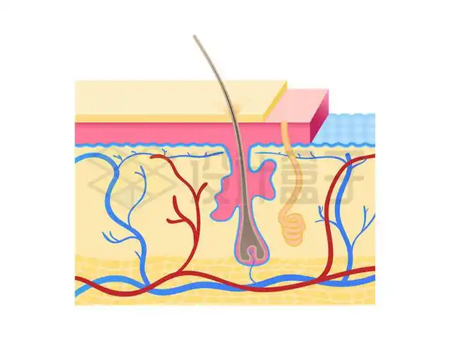 皮肤内部结构图解剖图毛囊示意图9539927矢量图片免抠素材