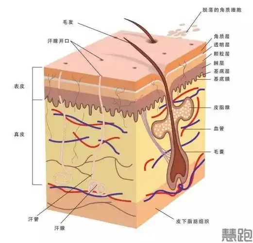 人体皮肤由表皮和真皮构成,借助皮下组织与深部组织相连.