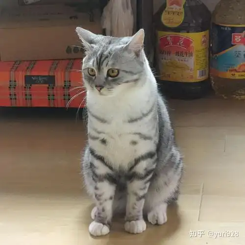 能给我看看英短和美短串的样子嘛