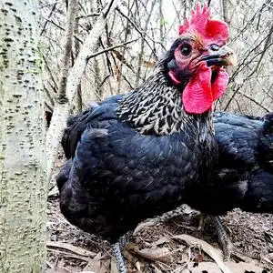 无抗黑毛母鸡 山里散养原生态不喂激素饲料的土鸡