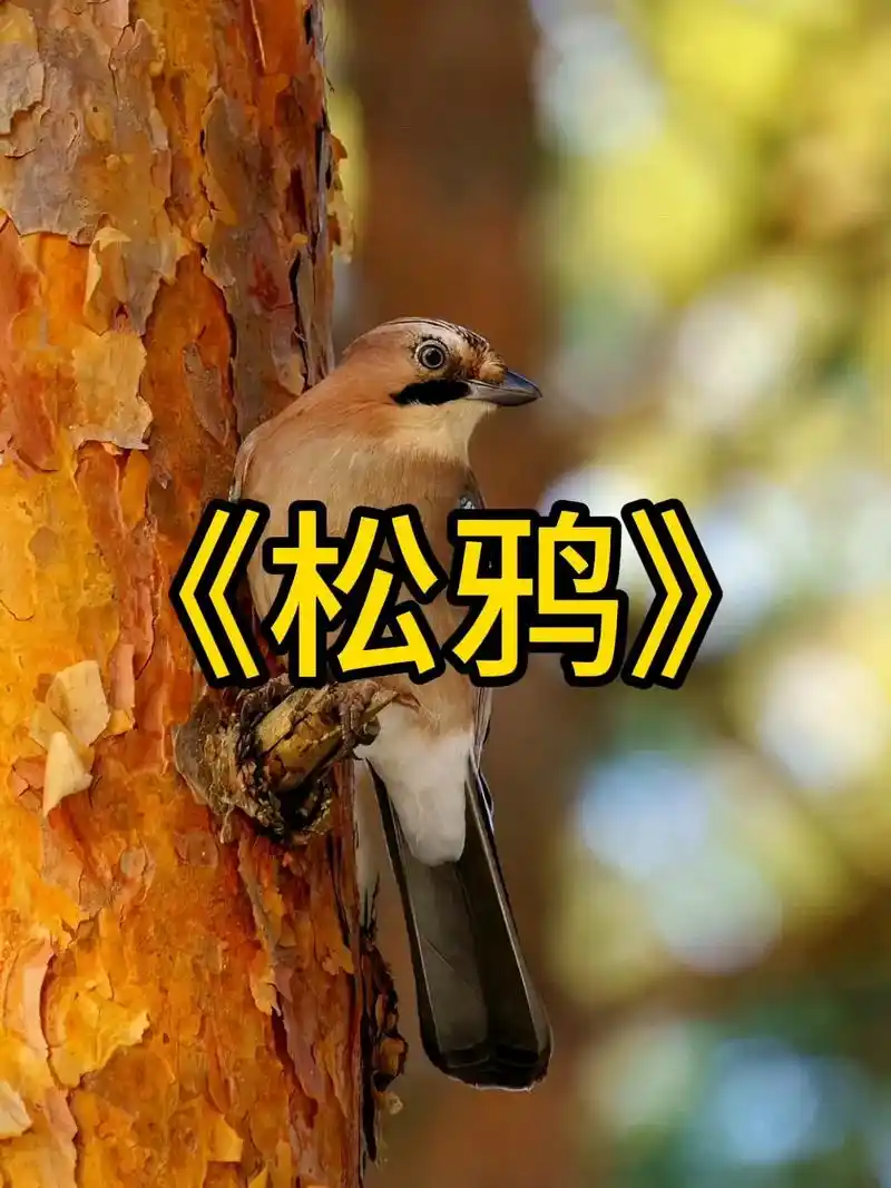 野生鸟类图集之松鸦 #野生鸟类摄影 #爱鸟护鸟 #治愈系 # - 抖音