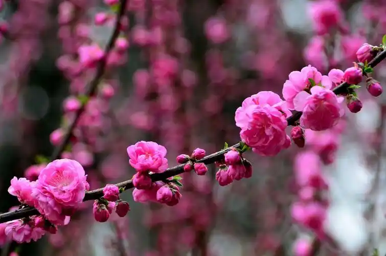 乐更与明白…… - 简书