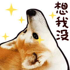 狗狗gif想我没gif耳朵gif抬头gif