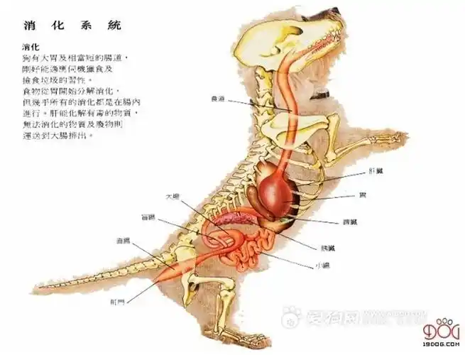 【引用】狗狗生理解剖