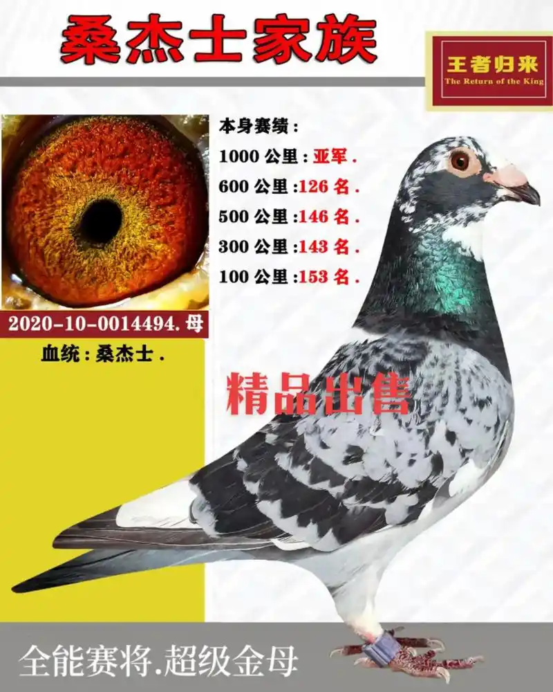 鸽子 精品异色#支持全国发货 - 抖音