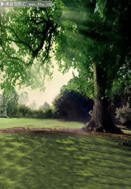 大树背景图片素材