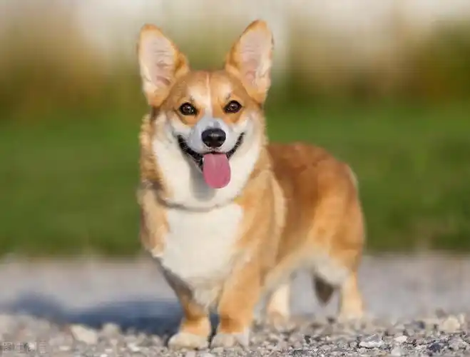 威尔士柯基犬的优点和缺点是什么,宠物柯基的优缺点