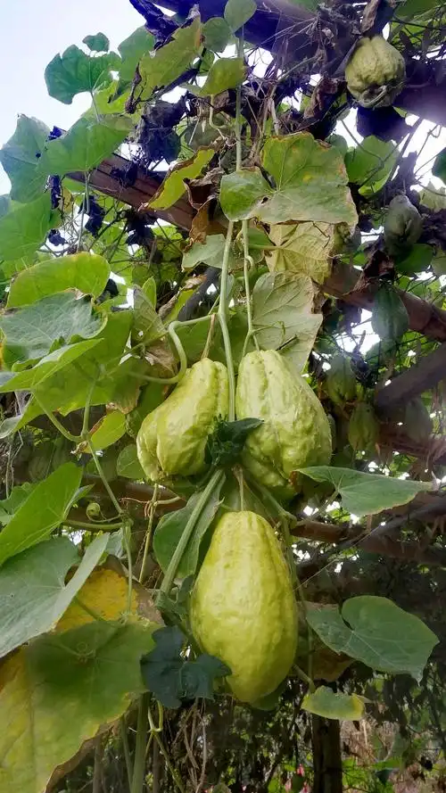 洋丝瓜丰收在望.