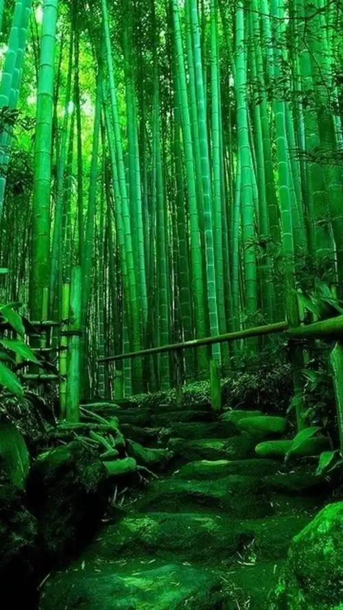 精选绿色护眼锁屏,高清图片,手机锁屏桌面-壁纸族