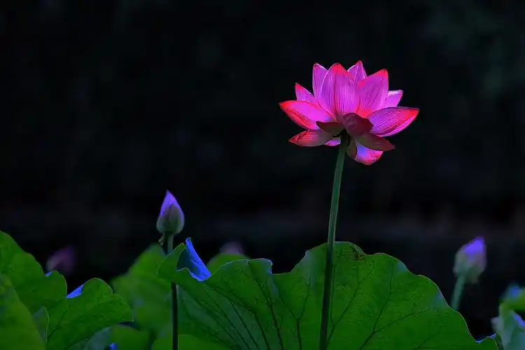 荷花在人们心目中是真善美的化身,吉祥丰兴的预兆,是佛教中神圣净洁的